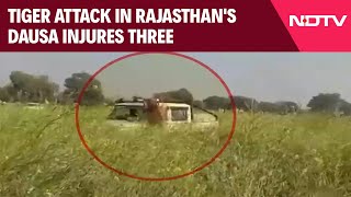 Rajasthan News | Tiger Jumps On Rajasthan Forest Officials Car Who Came To Rescue It