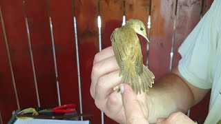 Bird Ringing Banding at Herzliya Bird Observatory - Birds of Israel - טיבוע ציפורים תחנת פארק הרצליה