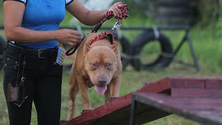 APBT EVENT AT ARCOVIA DOGTOWN | SOSOLID NG MGA PITBULL PANUORIN NIYO | ISKONATICS