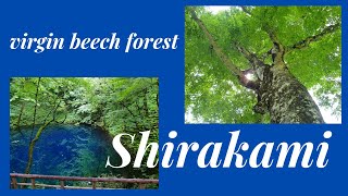 Shirakami Sanchi - A World Heritage Site - Virgin Beech Forest/Recommended for second  trip to Japan