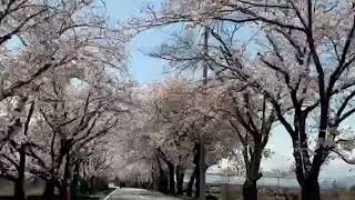 桜🌸 2023/3/29  山梨県南アルプス市(旧若草)