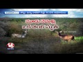 animals die due to forest officials negligence in nizamabad forest v6 news