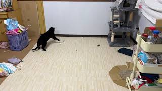 猫がめっちゃ遊ぶ最高のおもちゃ「猫まきびし」