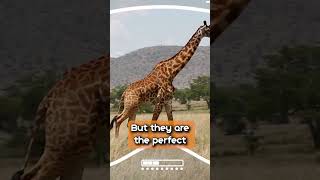 🦒 The tallest land animal in the world, the giraffe 🦒 #creaturecases #CLADE #top5 #shorts #giraffe