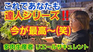 【多肉植物】【達人シリーズ】これであなたも達人シリーズ‼️今が最高～🎵2024年11月16日