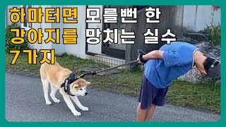 강아지를 망치는 보호자들의 무심코 저지르는 실수 7가지 🤷‍♀️