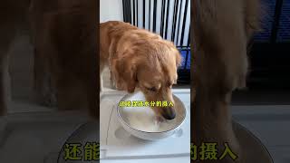 太瘦长不胖的 毛发干枯的 幼犬和孕期犬 营养不良的药给他们喂... #狗狗 #宠物 #萌宠出道计划 #dog #萌宠