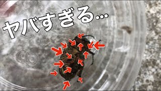 やばすぎるハナムグリを拾った