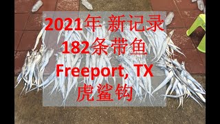 【新纪录182条带鱼】美国钓带鱼 之 Freeport新堤夜钓，再破个人记录 182条大带鱼 全部使用虎鲨二代C款  买钩请到UsaZN.com