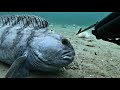 Atlantic Wolffish, Norway