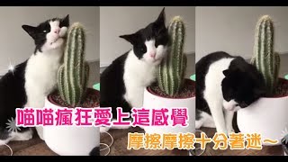 【Cute萌寵】喵星人臉貼仙人掌忘我磨蹭！瘋狂愛上這「摩擦」的感覺，看起來十分著迷啊～