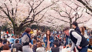 এই যেনো এক মানুষের মেলা, Seokchon Lake Park Cherry Blossom 2022, South Korea. Faruk Hosen.