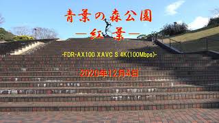 2020年12月4日　青葉の森公園　－紅葉－　4K 100Mbps by FDR－AX100