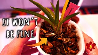 Never let your Orchid stay like this! - Repotting Orchid that will 100% dehydrate if left alone