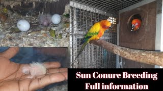 SUN CONURE BREEDING FULL INFORMATION || Sun Conure Cockatiel Monk Parakeet Breeding Setup (Hindi)