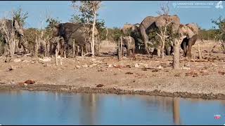 Huge Elephants with A Herd 12 13 2024