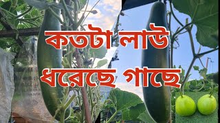 Bottle gourd update 2024.বাংলা লাউ গাছ অবস্থা এবং এই পর্যন্ত কতটা লাউ আসছে।