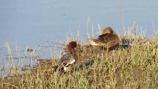 Eurasian Teal , birds