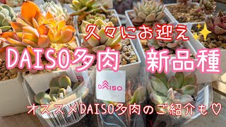 DAISO多肉〜新しい品種お迎えしました✨#多肉植物 #daiso多肉 #succulent