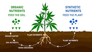 Organic vs synthetic nutrients for cannabis 🍃 🧪