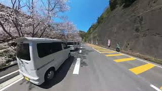 2024.04.01雨山の郷桜祭り普通動画