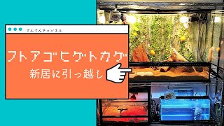 【フトアゴヒゲトカゲ】新居に引っ越し【９０cmケージ】