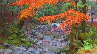 【風景と自然】2022年11月28日くらがり渓谷（岡崎市）の紅葉、CafeKuragariランチ　Walking at Kuragari Canyon and lunch at Cafe