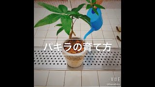 ✿植物のある生活を✿観葉植物（パキラ）の育て方～初心者編～