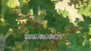 农民不容易，没有水，什么神仙药也救不了