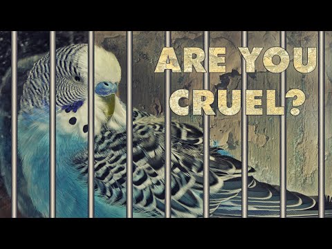Is it good to keep birds in cage at home?