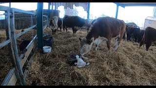 Hereford Calf start to finish