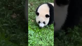 不痛不痛，先坐下来缓一缓！ #大熊貓 #panda