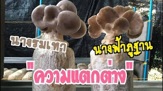 แนะนำเห็ดหน้าร้อนและความแตกต่างระหว่างเห็ดนางฟ้าภูฐานกับนางรมเทา | อ้อมเมย์ บ้านเห็ด🍄