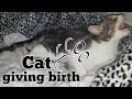 Download CAT GIVING BIRTH. THE 3 STAGES OF CAT BIRTH. ASMR STYLE. In Mp4 3Gp Full HD Video
