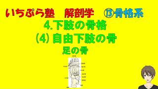 【いちぷら塾】解剖学　13骨格系 4下肢の骨格　(4) 自由下肢の骨 足の骨                #あん摩マッサージ指圧師、鍼灸師