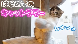 【激かわマンチカン りり】キャットタワー購入♪子猫の反応は・・・？？