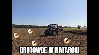 Talerzowanie i kasowanie łąki