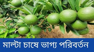 গাজীপুরের মাটিতে মালটার বাম্পার ফলন ( বারি-১ মালটা )