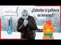 ❄ ¿Debemos CALENTAR nuestro GALLINERO en invierno?