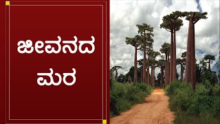 Baobab Tree || ಜೀವನದ ಮರ