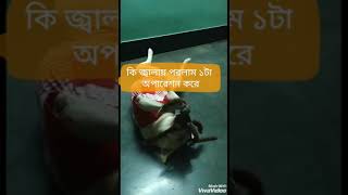 তিনদিন ধরে ঝাড়ফুঁক করে যাচ্ছিল তবুও জ্ঞান ফিরল না বাঁদরটার