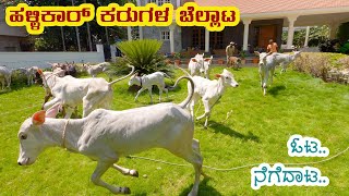 Herd of Hallikar calves jumping and playing - 4K video