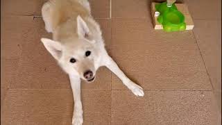 飼い主が休みだとわかったときの犬