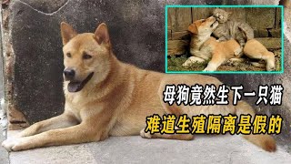 母狗竟然生下一只猫，难道生殖隔离是假的？兽医：马上做亲子鉴定