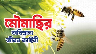 মৌমাছির জীবনচক্র | মৌমাছি আল্লাহর সৃষ্টির এক অপূর্ব নিদর্শন | Honey Bee Life Cycle