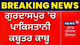 Gurdaspur 'ਚ ਸਰਹੱਦ ਨੇੜਿਓਂ ਪਾਕਿਸਤਾਨੀ ਕਬੂਤਰ ਕਾਬੂ  | News18 Punjab