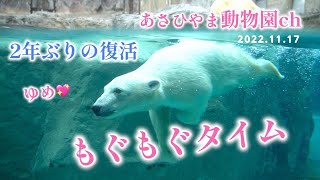 2年ぶり！ホッキョクグマゆめのもぐもぐタイム：あさひやま動物園チャンネル《非公式》