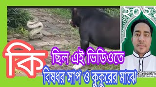 মাথাই নষ্ট 1 মিনিট 31 সেকেন্ড সাপ ও কুকুরের যে যুদ্ধ বা লড়াই দেখে যান ভালো লাগবে