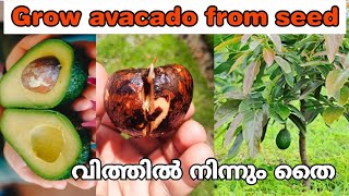 അവക്കാഡോ വിത്ത് മുളപ്പിക്കുന്ന ✅️ആയ രീതി /Grow avacado plant from seed at home/ education malayalam