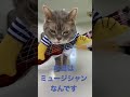 ミュージシャンの猫さん　コスプレしてみた shorts